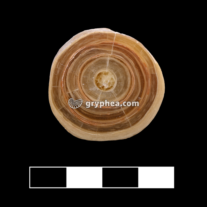 Stalactite en coupe - surface polie - gryphea.org